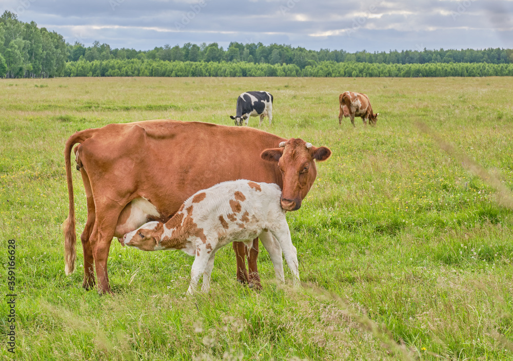 The calf sucks milk from the nipple of the cow's udder. The calf sucks milk from the nipple of the cow's udder.