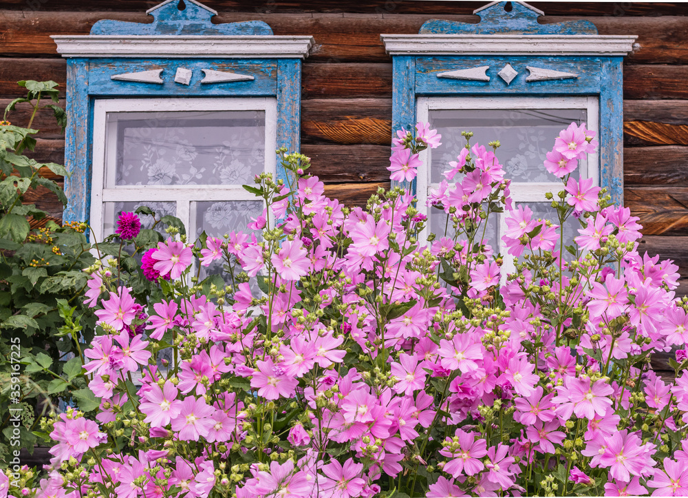 Two window with old wood shabby blue platbands in the village house. Mallow bush with delicate pink flowers