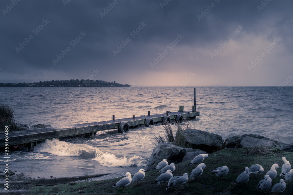 Black and white photo of a flock of seagulls on the grassy bank of Lake Rotorua in a thunderstorm