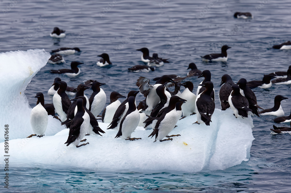 Fototapeta premium Thick-billed Murres (Uria lomvia) or Brunnich's guillemots on an iceberg, Alkefjellet bird cliff, Hinlopen Strait, Spitsbergen Island, Svalbard archipelago, Norway