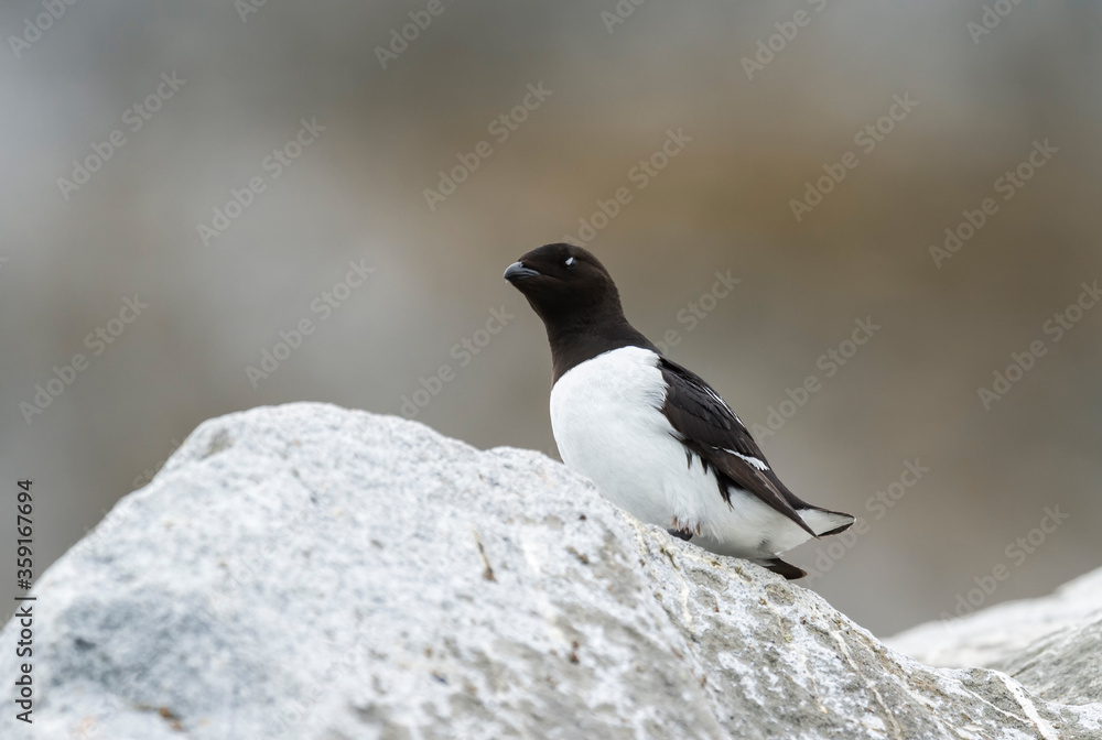 Thick-billed Murre (Uria lomvia) or Brunnich's guillemot sitting on rock, Hinlopen Strait, Spitsbergen Island, Svalbard archipelago, Norway Thick-billed Murre (Uria lomvia) or Brunnich's guillemot sitting on rock, Hinlopen Strait, Spitsbergen Island, Svalbard archipelago, Norway