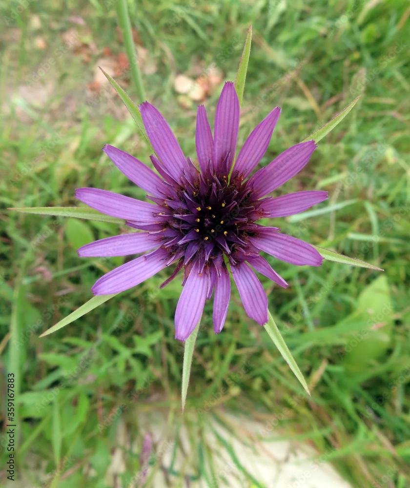 Fleur violette Fleur violette