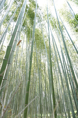 Bamboo forest Kyoto Japan