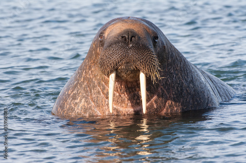 Walrus (Odobenus rosmarus), Prins Karls Forland, Svalbard Archipelago, Arctic Norway