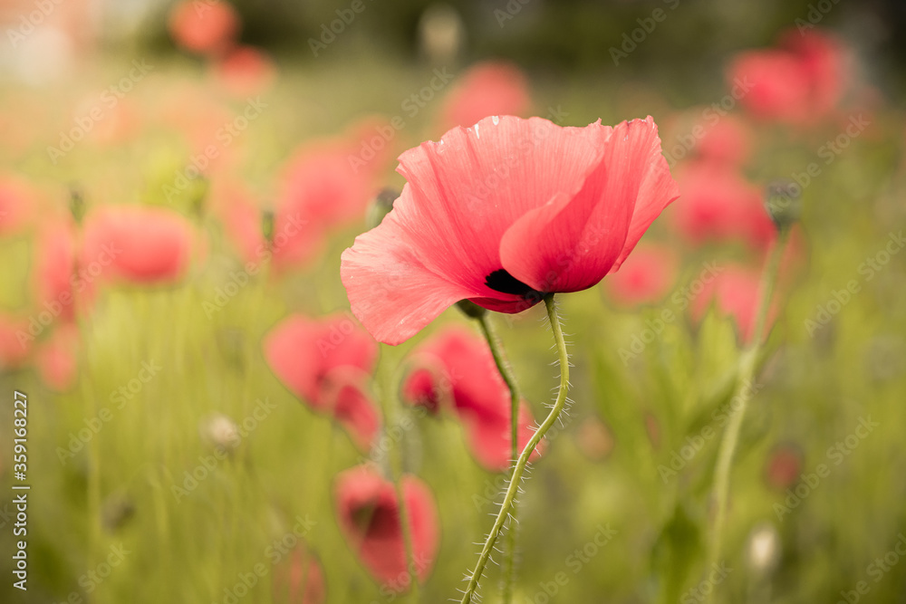 Flower poppy flowering on background poppies flowers in spring Flower poppy flowering on background poppies flowers in spring