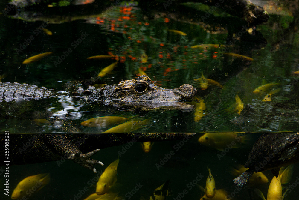 Fototapeta premium crocodile in the water