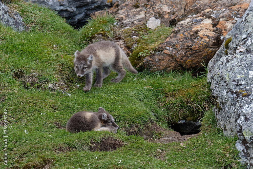 Young Arctic Foxes (Vulpes lagopus) playing near the den, Alkhornet, Svalbard Archipelago, Norway