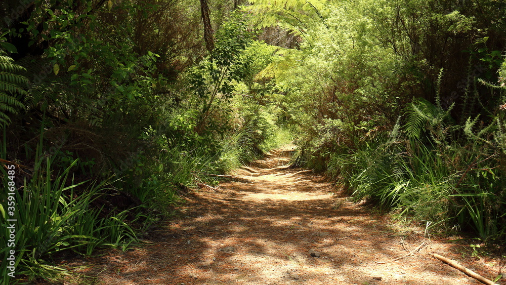 Obraz premium Pathway through native plants in Riverhead Forest, Auckland, New Zealand