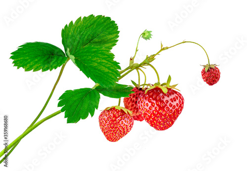 Strawberry plant with leaves and ripe red berries  isolated on white background.