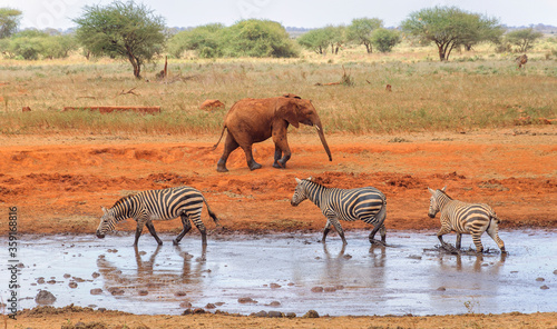Canvas Print Zebras and an elephant at he water hole in Kenya
