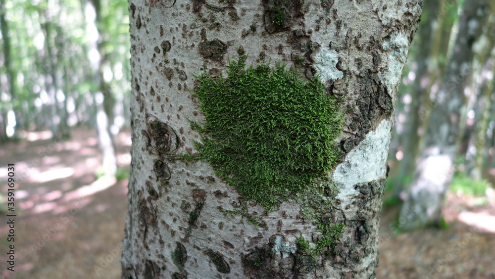 Fototapeta premium Vegetazione sull'albero