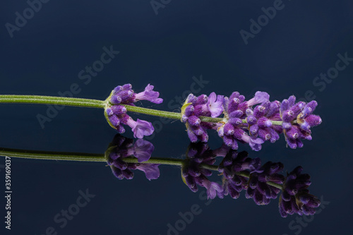 Close-up of lavender blossom with reflection in glass plate