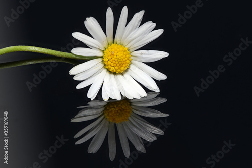 Close-up of white yellow daisy blossom