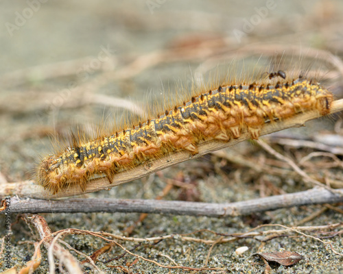 caterpillar 