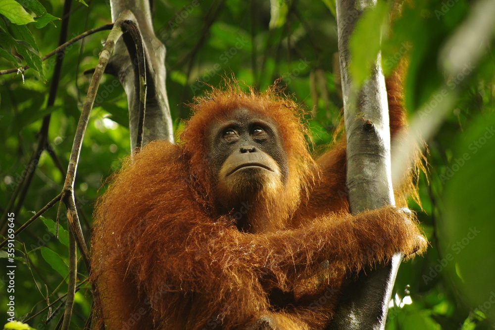 Fototapeta premium A wild orangutan in the jungle, Sumatra, Bukit Lawang