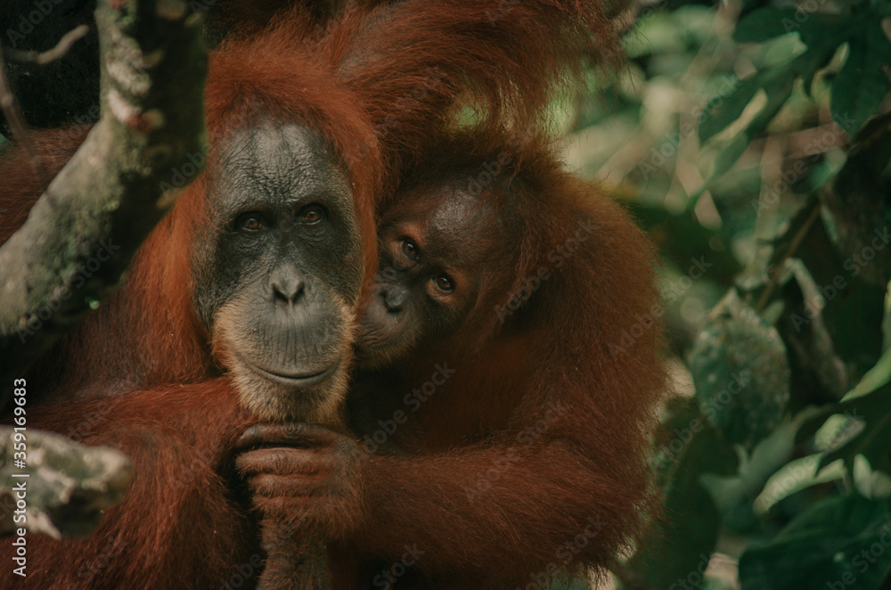 A wild orangutan in the jungle, Sumatra, Bukit Lawang A wild orangutan in the jungle, Sumatra, Bukit Lawang