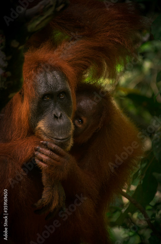 A wild orangutan in the jungle  Sumatra  Bukit Lawang