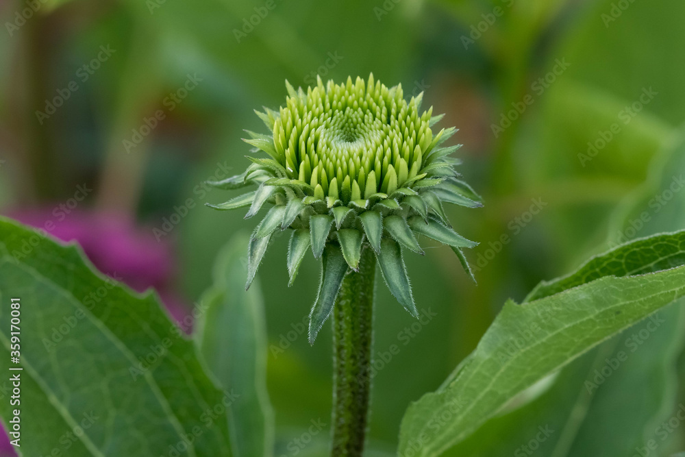 a close up of a coneflower blossom in growing in the lily garden a close up of a coneflower blossom in growing in the lily garden