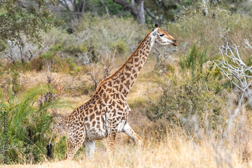 Wild giraffe in savana grasss, South Africa.