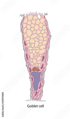 Billede på lærred Diagram of goblet cell