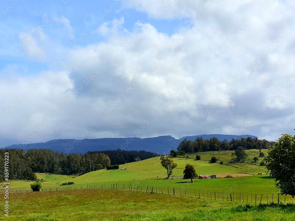 Obraz premium landscape with cows
