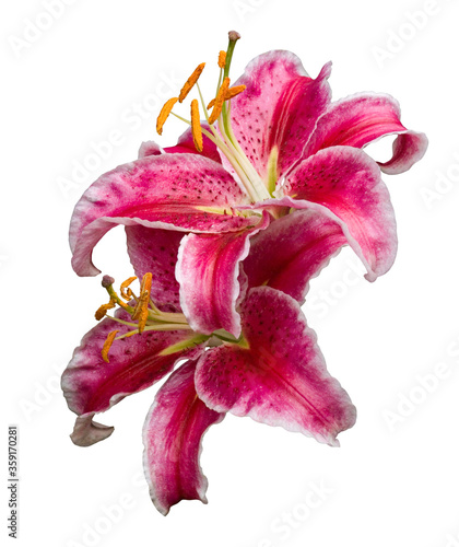 Foto Two upturned Stargazer lily flowers close up, isolated on white.