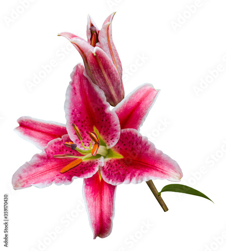 Foto Pink and white Stargazer lily spray, with open flower, bud and leaf, isolated on white