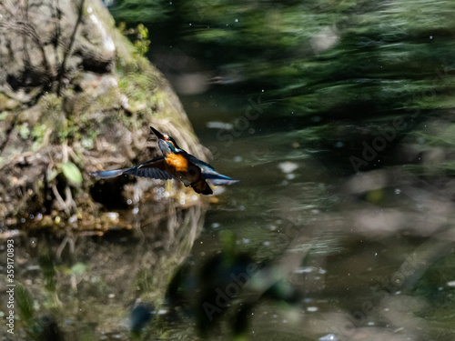 colorful common kingfisher flying over a pond 1