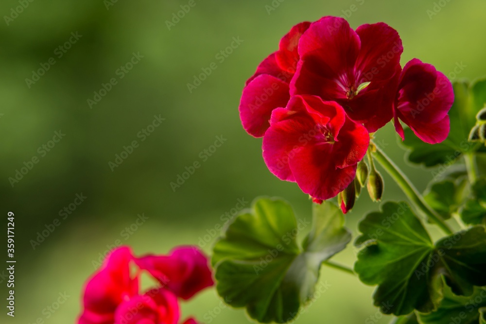 Pelargonia