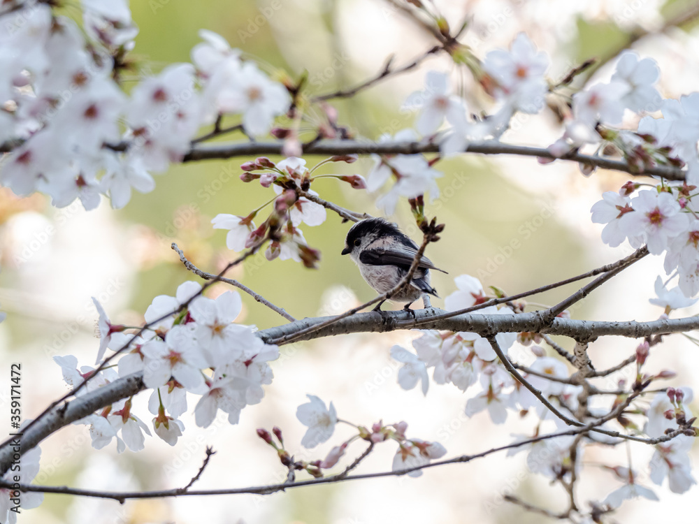 Fototapeta premium Long tailed bush tit perched in cherry blossoms 5
