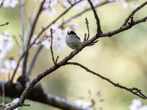 Long tailed bush tit perched in cherry blossoms 4