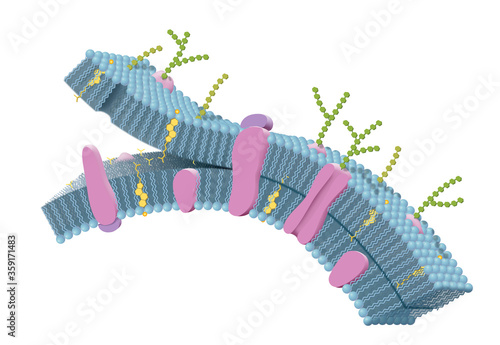 Cell membrane with phospholipids, cholesterol, intrinsic and extrinsic proteins. 3D illustration photo