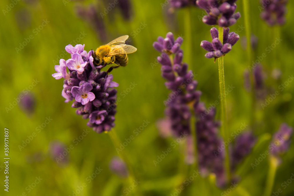 honey bee honey bee