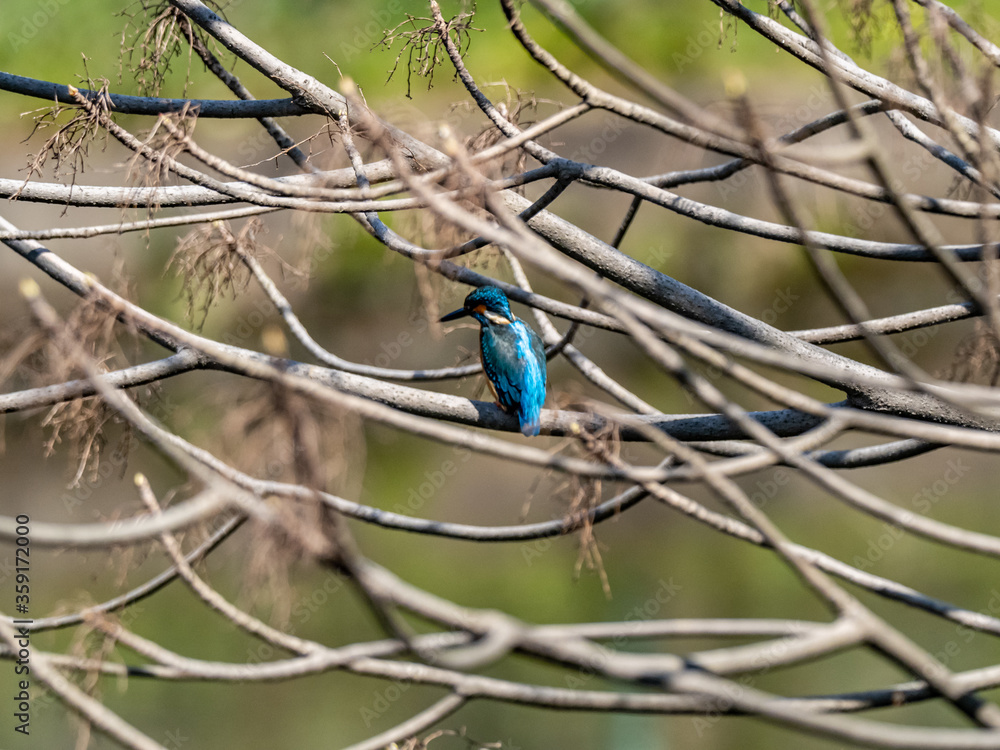 Fototapeta premium colorful common kingfisher perched by a pond 28