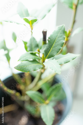 Green bay tree growing in the pot. Selective focus. Shallow depth of field.