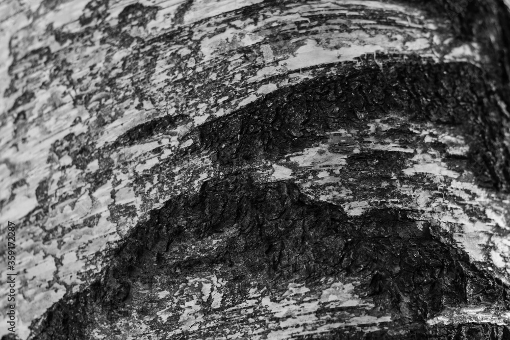 rough bark of northern birch texture