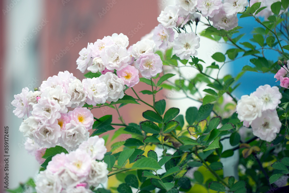 many little pink and white summer roses together with leaves #3 many little pink and white summer roses together with leaves #3