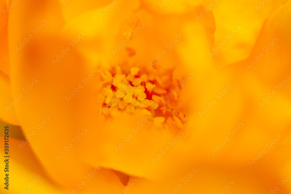 super macro photo of a flower pistil super macro photo of a flower pistil
