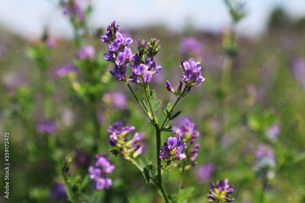 Campo di erba medica (Medicago sativa), primo piano dei fiori dalle diverse tonalità di rosa, indaco, lilla e violetto in una giornata di primavera