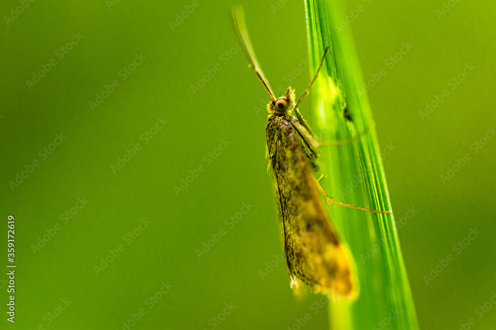 Caught resting
A brown moth with fine hairs on a green leaf Caught resting
A brown moth with fine hairs on a green leaf