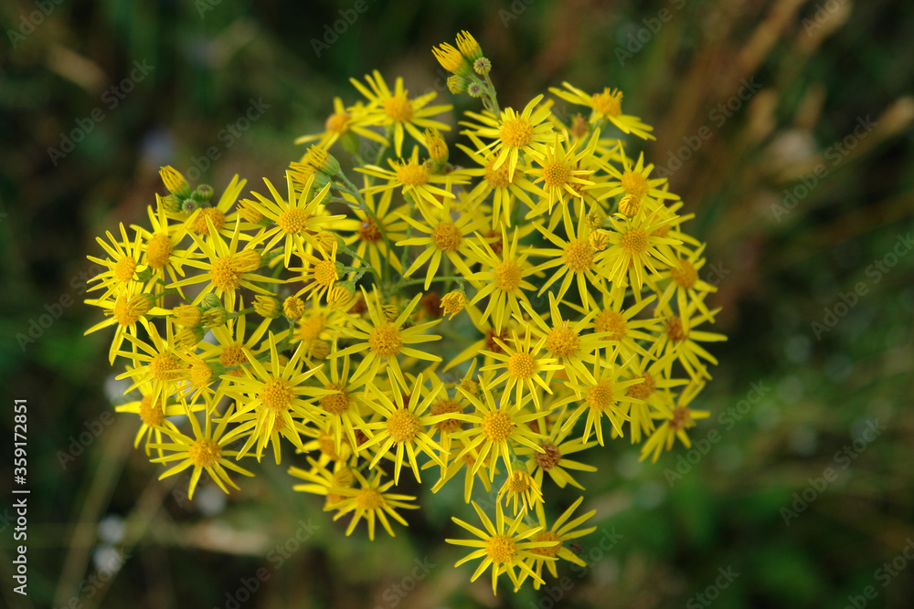 The bright yellow flowers of Jacobaea vulgaris (Senecio jacobaea), top view. A close up of flowers of common ragwort (stinking willie, tansy ragwort, benweed, staggerwort, cankerwort, stammerwort) The bright yellow flowers of Jacobaea vulgaris (Senecio jacobaea), top view. A close up of flowers of common ragwort (stinking willie, tansy ragwort, benweed, staggerwort, cankerwort, stammerwort)