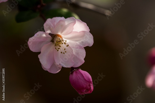 pink peach flower closeup #2