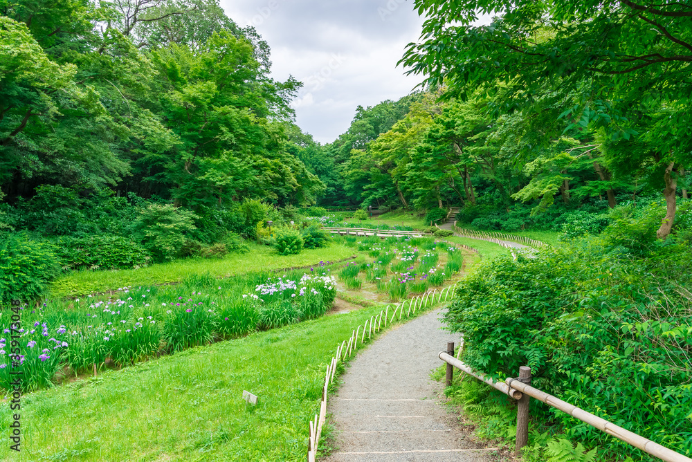 Fototapeta premium 東京都渋谷区代々木にある公園の景色