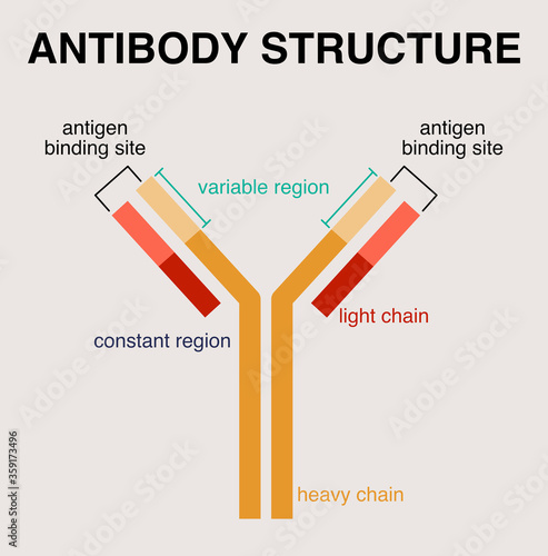Illustration of antibody structure diagram. photo