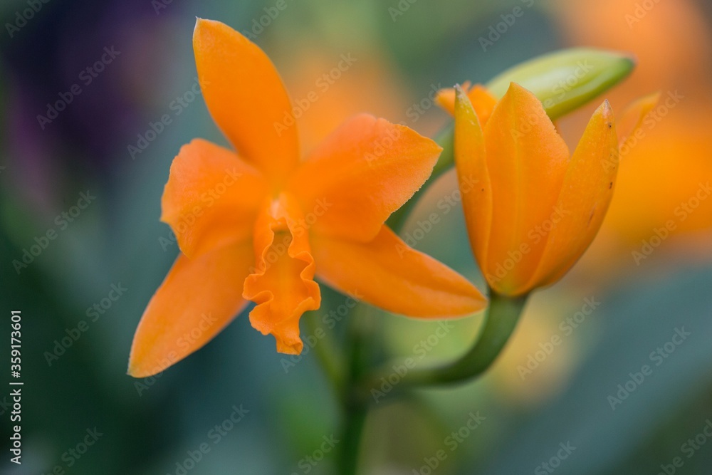 lovely daffodil and bud close up with bright orange colour lovely daffodil and bud close up with bright orange colour