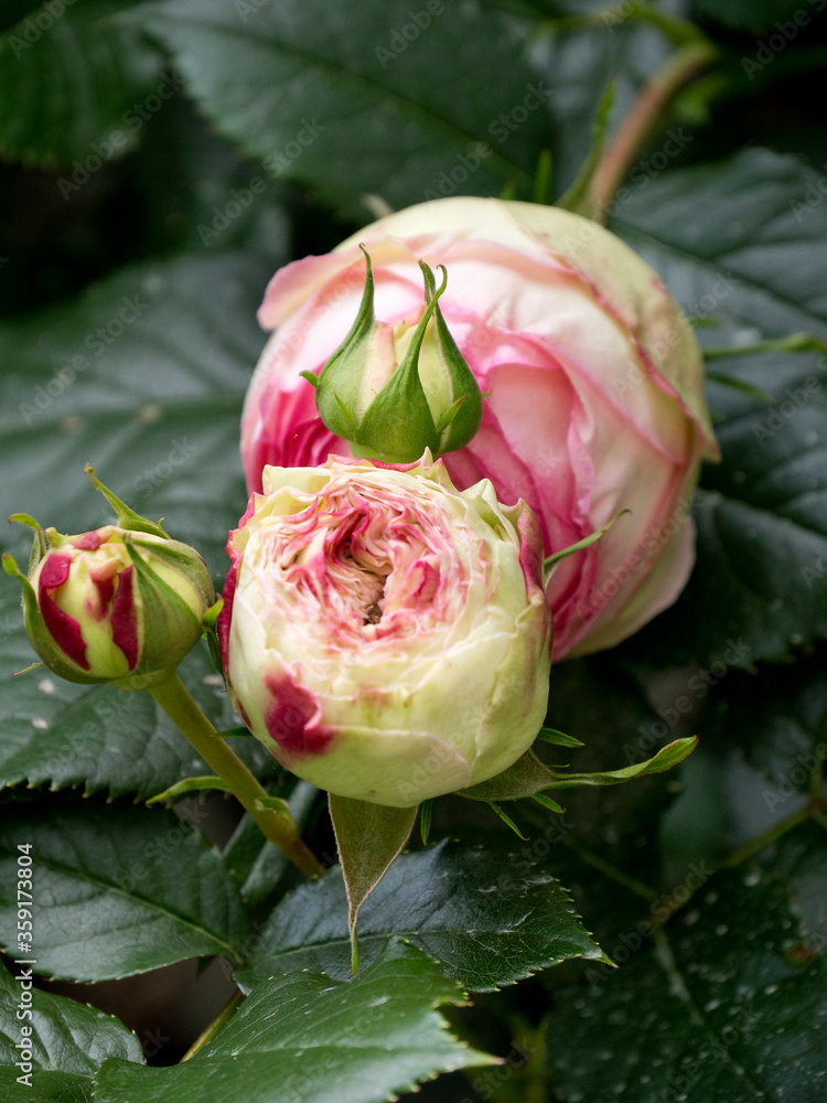Rose Rose