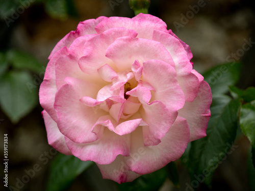 Wallpaper Mural Rose Torontodigital.ca