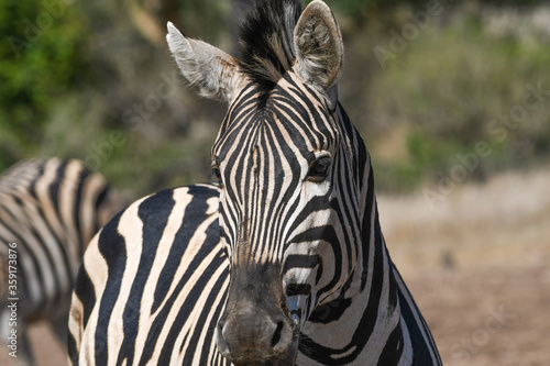 retrato de una cebra en el parque nacional kruger en sudafrica