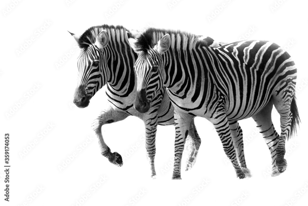 Fototapeta premium pareja de cebras en el parque nacional kruger en sudáfrica