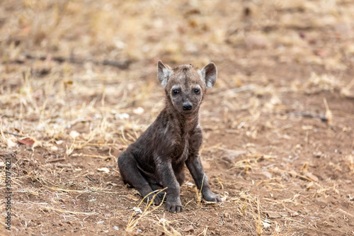Baby hyena alone in South Africa